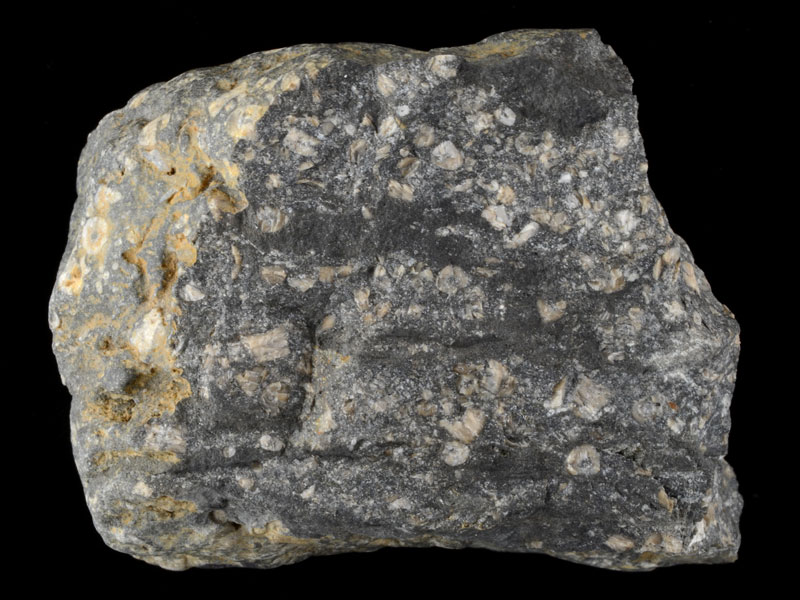 Hand specimen of carboniferous limestone