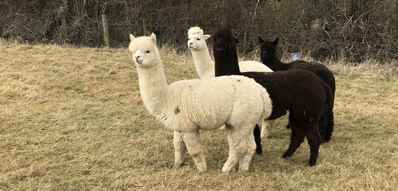 Group of four alpacas watching the search for meteorite fragments