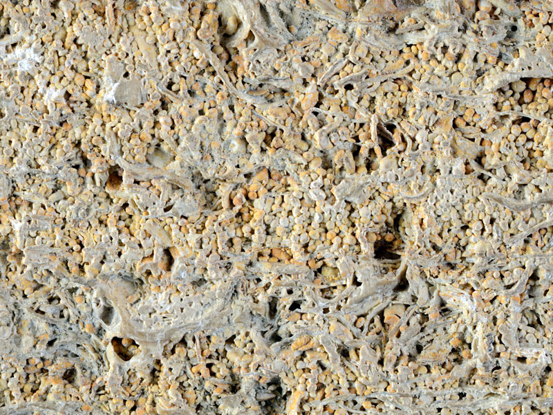 oolitic limestone - width 3 cm
