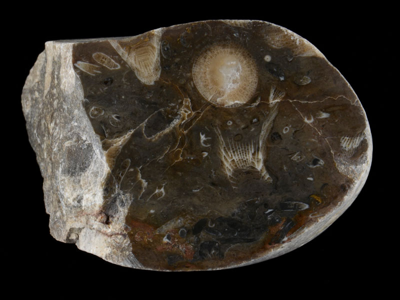 Hand specimen of coral rich Carboniferous limestone