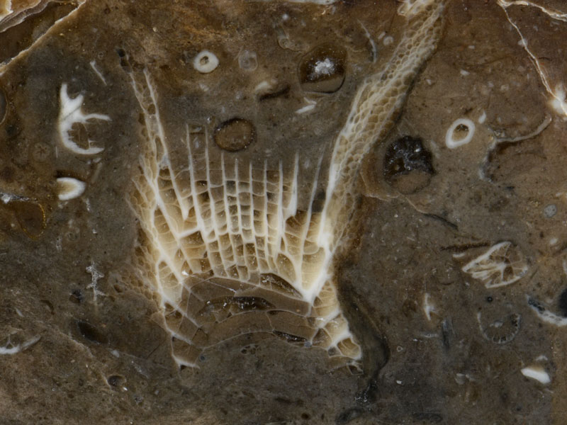 close up of coral rich Carboniferous limestone