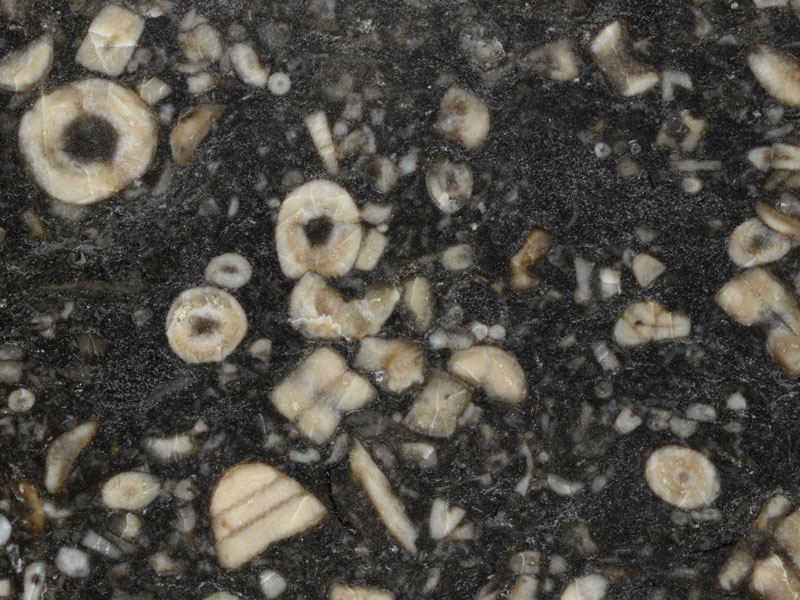 cose up of carboniferous limestone