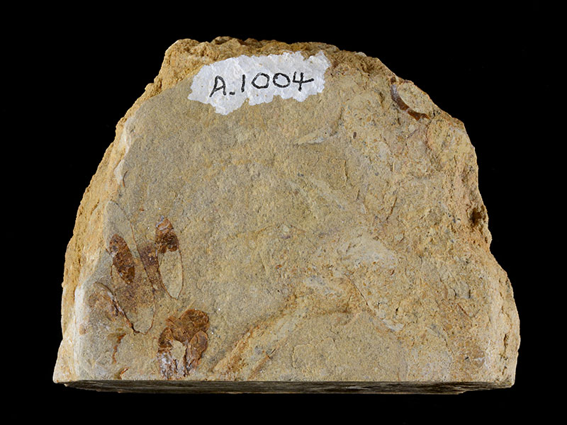 Fossiliferous limestone - width 8.5 cm