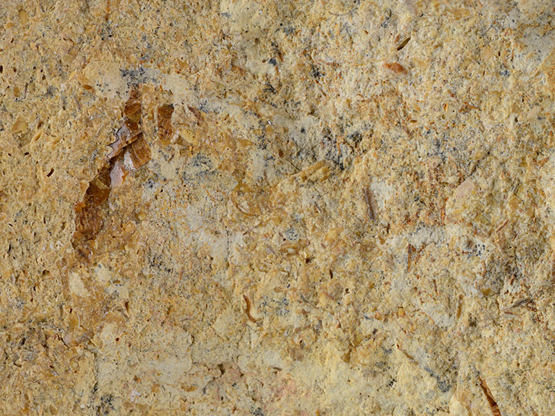 Fossiliferous limestone - width 2.8 cm