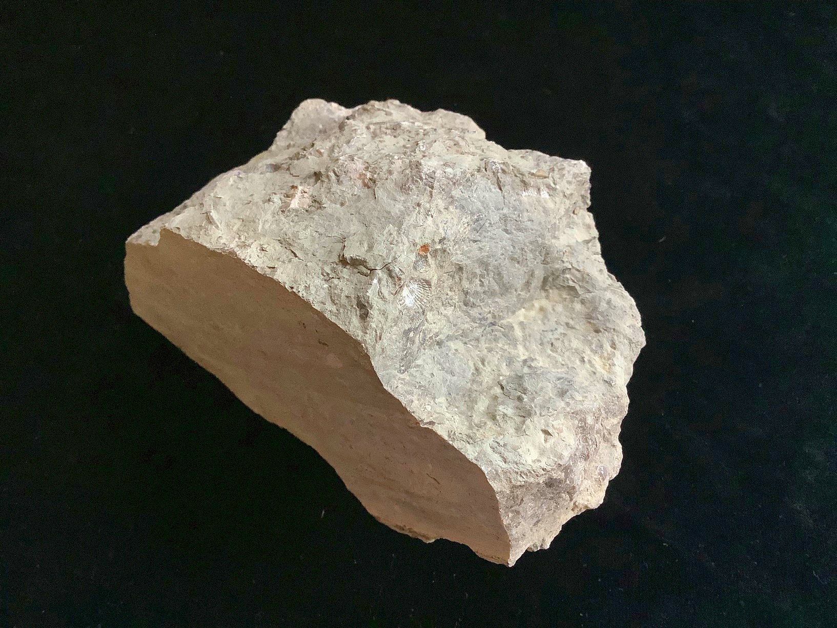 Hand specimen of limestone on black background