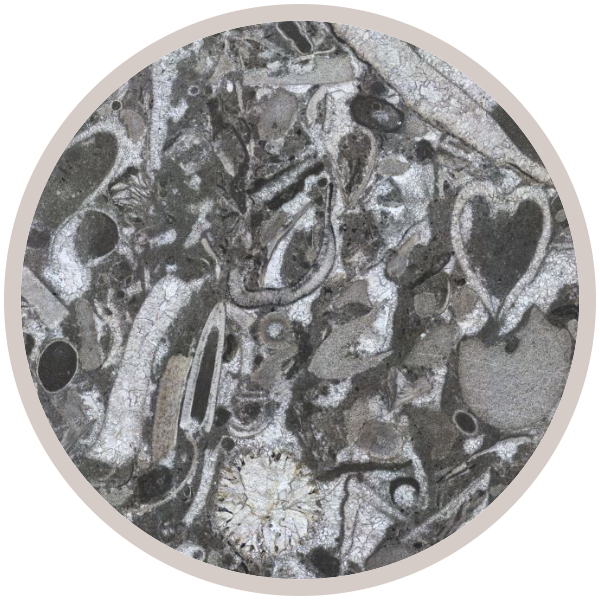 WN5 Packed Biosparite