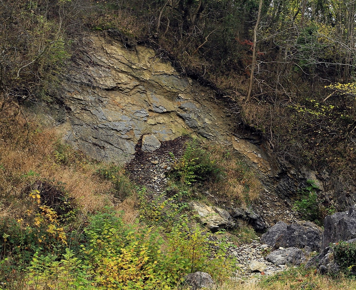 Exposure of Silurian Coalbrookdale Formation at Wren's Nest