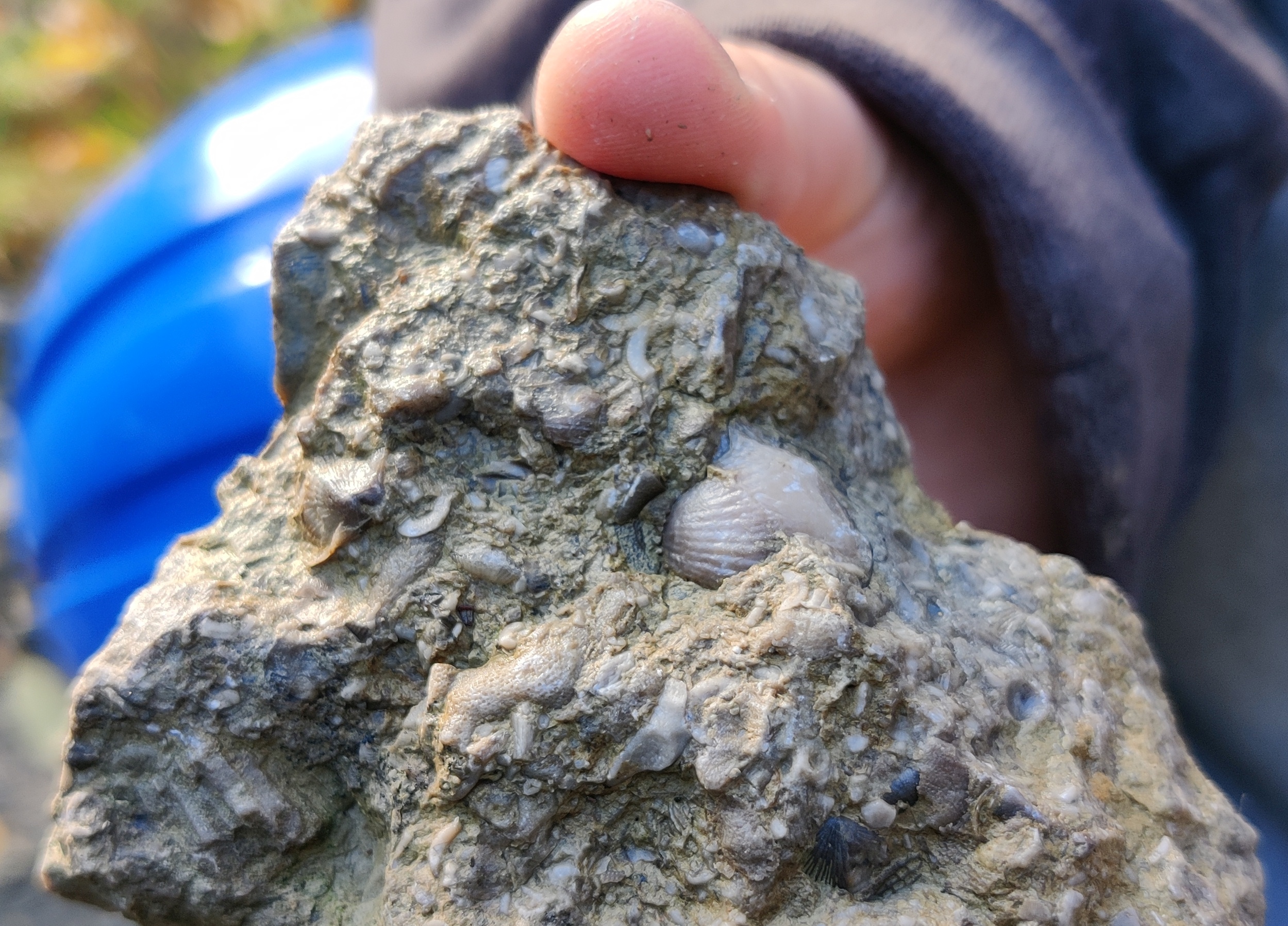 Close-up view of brachiopod, crinoid and bryozoan fossils in a Silurian limestone