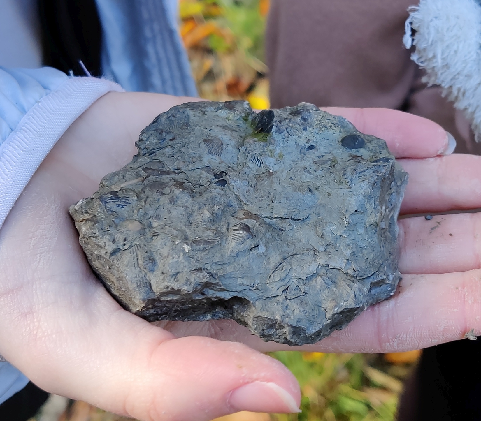 Specimen of Silurian calcareous mudstone with fossils