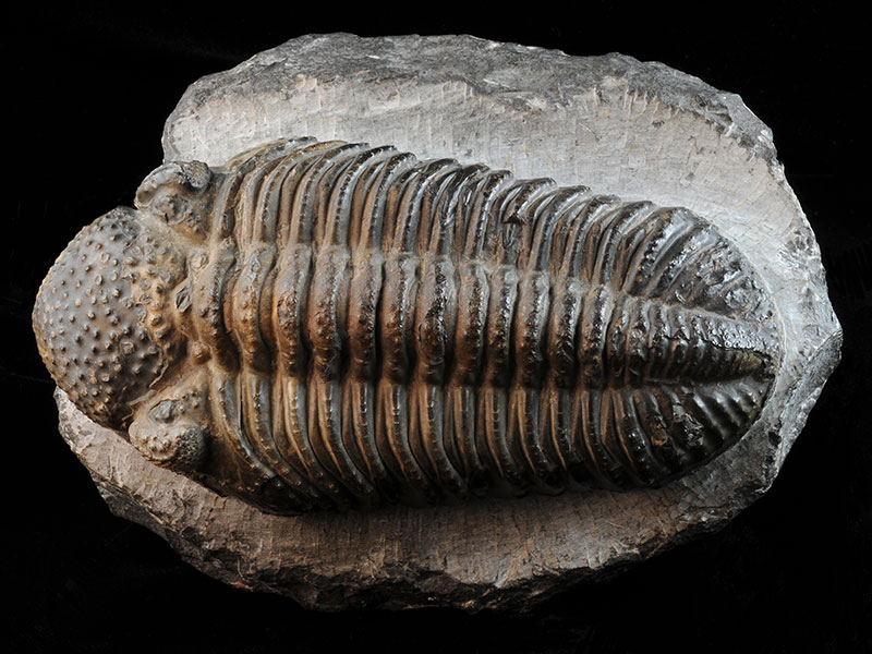 image of fossil