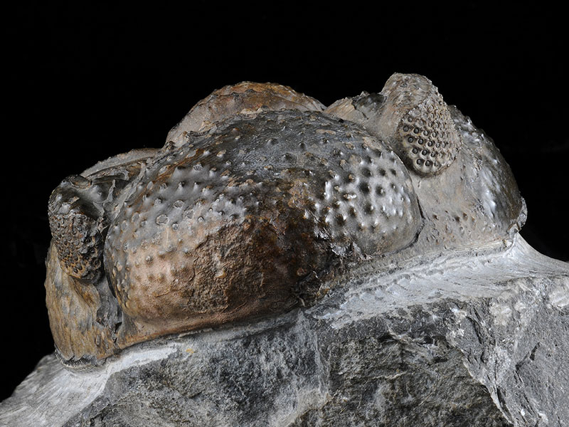 Image of Fossil